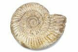 Polished Jurassic Ammonite (Perisphinctes) - Madagascar #378954-1